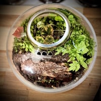 Terrarium 17