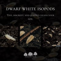 إيزوبود القزم الأبيض – Dwarf White Isopods