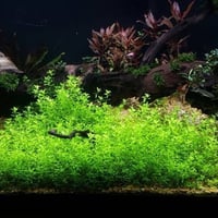 Hemianthus micranthemoides