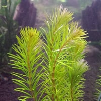 Rotala sp Bangladesh