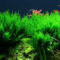 Taxiphyllum sp. ’Flame Moss’