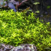 Hemianthus micranthemoides