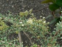 بذور الحناء البلدي 50بذره