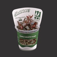 Alternanthera reineckii 'mini'