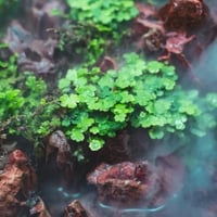 Hydrocotyle tripartita ‘Mini