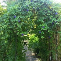 الشاهي الازرق(عضوي) 30بذره