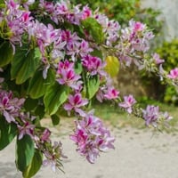 للطيور الطنانهBauhinia variegata