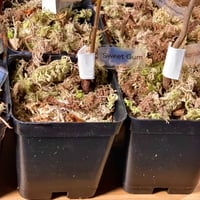 Sweet Gum شجره اللبان