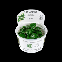 Anubias barteri nana