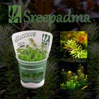 Rotala sp Bangladesh