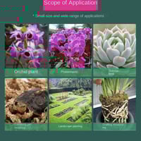 طحلب سفاجنوم موس 6gالأصلي – جودة عالية 100%