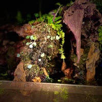 بلوداريوم paludarium