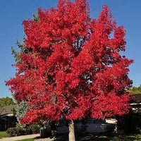 Sweet Gum شجره اللبان