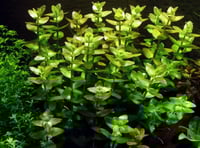Bacopa caroliniana 1-2-Grow!