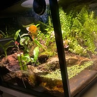 بلوداريوم paludarium