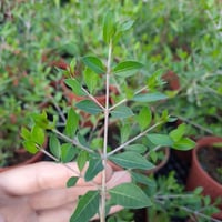 بذور الحناء البلدي 50بذره