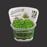 Hydrocotyle tripartita ‘Mini