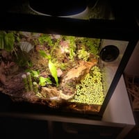 بلوداريوم paludarium
