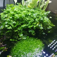 Hydrocotyle tripartita ‘Mini