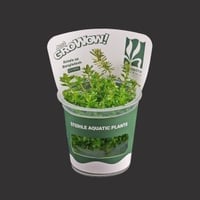 Rotala sp Bangladesh