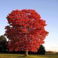 Acer rubrum شجره القيقب