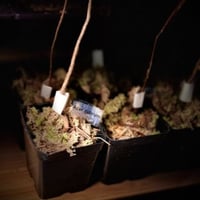 Acer rubrum شجره القيقب