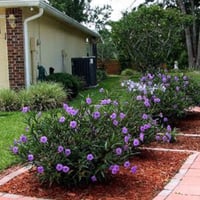 نبات الرويليا (عضوي)30 بذره