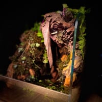 بلوداريوم paludarium