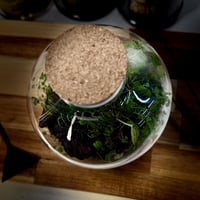 Terrarium tropical 19