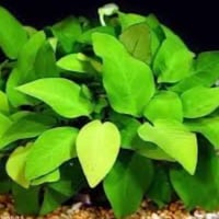 Anubias barteri var. nana Gold TC Cup