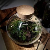 Terrarium tropical 20