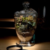 Terrarium 15