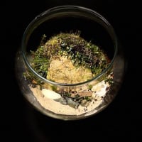 Live terrarium 2