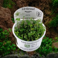 Marsilea hirsuta 1-2-Grow