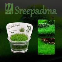 Eleocharis parvula TC Cup