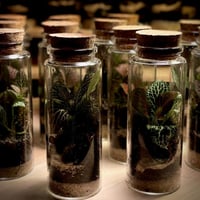 Terrarium 14