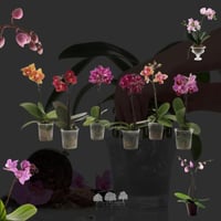 Phalaenopsis Mix mini – أوركيد الفالاينوبس المصغر...