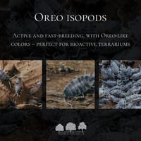 إيزوبود أوريو – Oreo Isopods