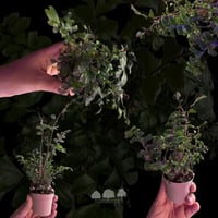 Didymochlaena truncatula – السرخس البرونزي الملكي...