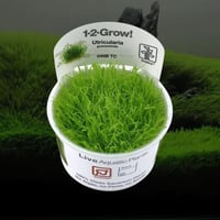 Utricularia graminifolia 1-2-Grow!