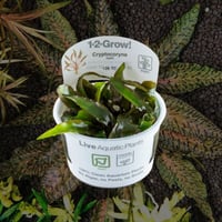 Cryptocoryne nurii 1-2-Grow!