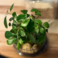 Terrarium- bonsai 22