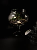 Live terrarium 5