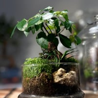 Terrarium- bonsai 22