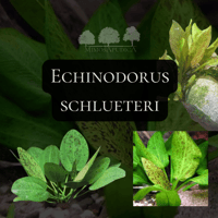 Echinodorus schlueteri