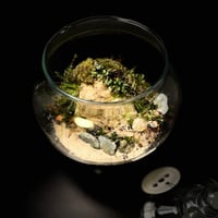 Live terrarium 2