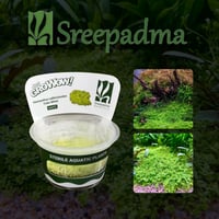 Hemianthus callitrichoides Cuba White TC Cup