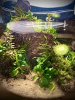 Live terrarium 5