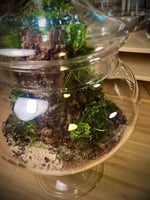 Live terrarium 4