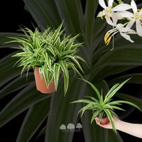 Chlorophytum comosum – نبتة العنكبوت لتنقية الهواء...